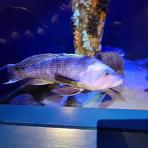 Audubon RI - Life in the Bay & Ocean tank