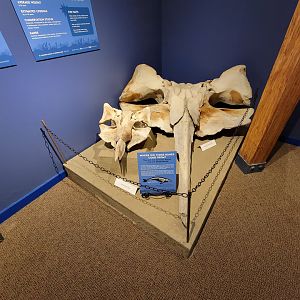 Audubon RI - Minke whale and humpback whale skulls
