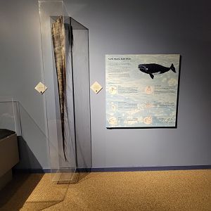 Audubon RI - Northern right whale baleen