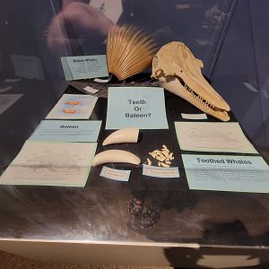 Audubon RI - Cetacean pieces