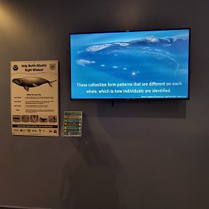 Audubon RI - Film about north atlantic right whales