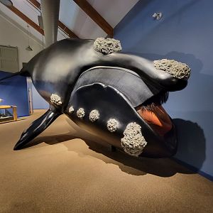 Audubon RI - Life-size north atlantic right whale model