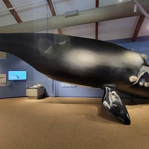 Audubon RI - Life-size north atlantic right whale model