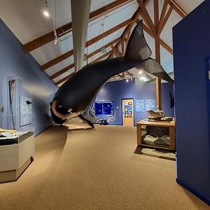 Audubon RI - Life-size north atlantic right whale model