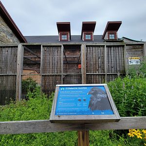 Audubon RI - Raven