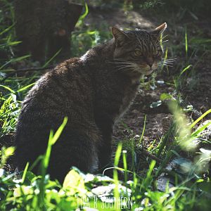 Scottish wild cat