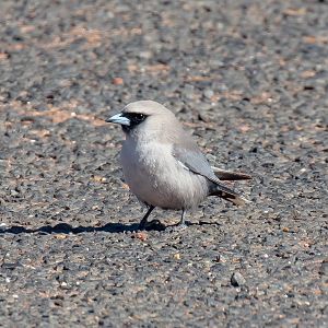 Black-faced Woodswallow