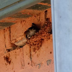Fairy Martin building its nest