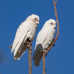 Little Corellas