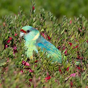 Mallee Ringneck