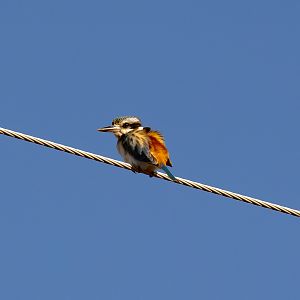 Red-backed Kingfisher