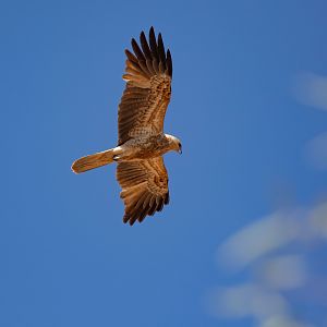 Whistling Kite