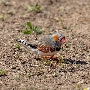 Zebra Finch