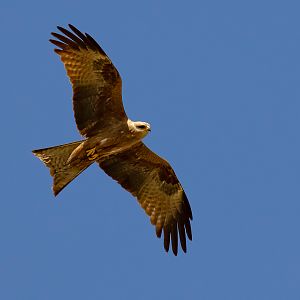 Black Kite