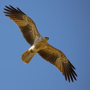 Whistling Kite