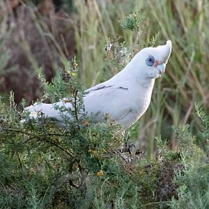 Little Corella