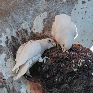 Little Corellas