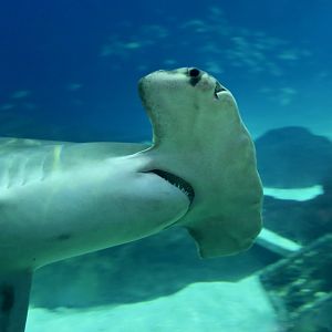 Great Hammerhead Shark (Sphyrna mokarran) "Anchor"