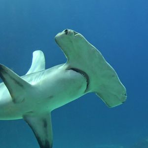 Great Hammerhead Shark (Sphyrna mokarran) "Anchor"