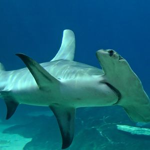 Great Hammerhead Shark (Sphyrna mokarran) "Anchor"