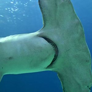 Great Hammerhead Shark (Sphyrna mokarran) "Anchor"