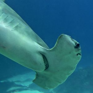 Great Hammerhead Shark (Sphyrna mokarran) "Anchor"