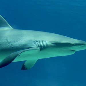 Silky Shark (Carcharhinus falciformis)