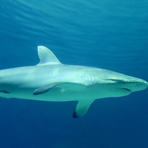 Silky Shark (Carcharhinus falciformis)