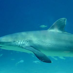 Silky Shark (Carcharhinus falciformis)