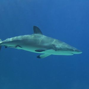 Silky Shark (Carcharhinus falciformis)