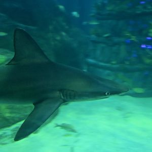 Sandbar Shark (Carcharhinus plumbeus) and Christmas Tree