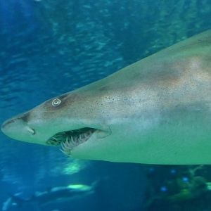 Sand Tiger Shark (Carcharias taurus)
