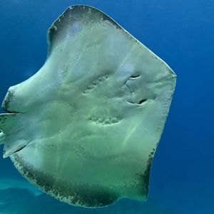 Southern Stingray (Hypanus americanus)
