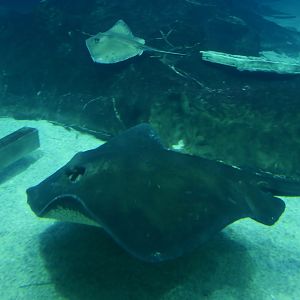 Roughtail Stingray (Bathytoshia centroura) and Southern Stingray (Hypanus americanus)