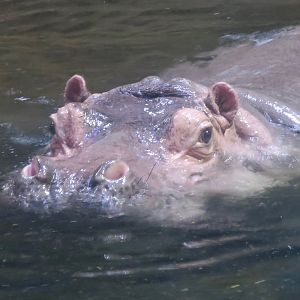 Hippopotamus (Hippopotamus amphibius)