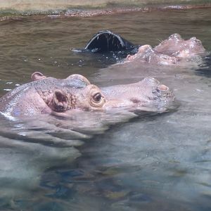 Hippopotamus (Hippopotamus amphibius)
