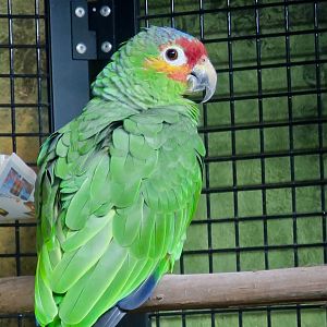 Red-Lored Amazon (Amazona autumnalis)