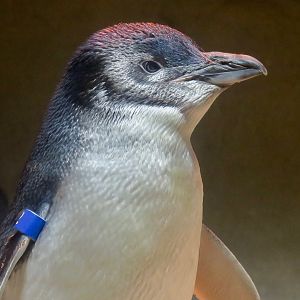 Australian Little Penguin (Eudyptula novaehollandiae)