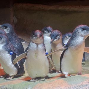 Australian Little Penguin (Eudyptula novaehollandiae)