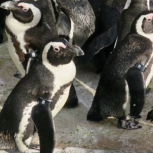 African Penguin (Spheniscus demersus)