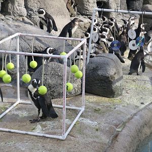 African Penguin (Spheniscus demersus) enrichment toys