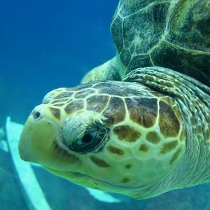 Loggerhead Sea Turtle (Caretta caretta)
