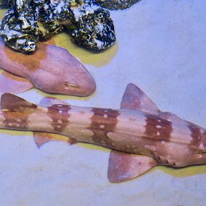 Brownbanded Bamboo Shark (Chiloscyllium punctatum) and Whitespotted Bamboo Shark (Chiloscyllium plagiosum)