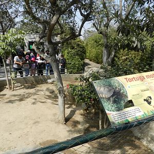 Yellow-footed tortoise exhibit - Parque Zoológico Huachipa