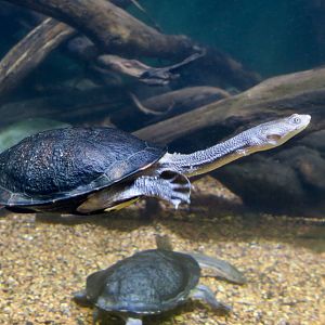 Eastern Long-Necked Turtle (Chelodina longicollis)