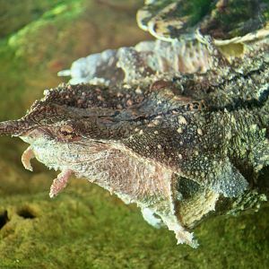 Orinoco Matamata (Chelus orinocensis)