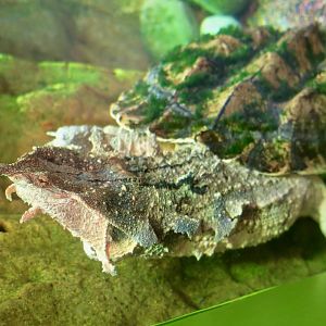 Orinoco Matamata (Chelus orinocensis)