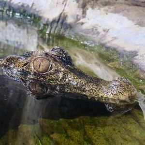 Cuvier's Dwarf Caiman (Paleosuchus palpebrosus)