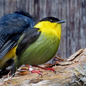 Golden-collard Manakin