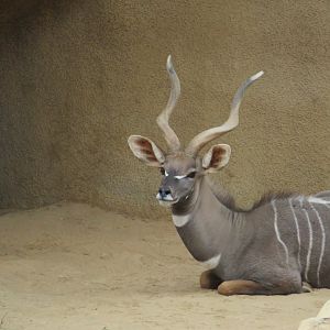 Lesser Kudu